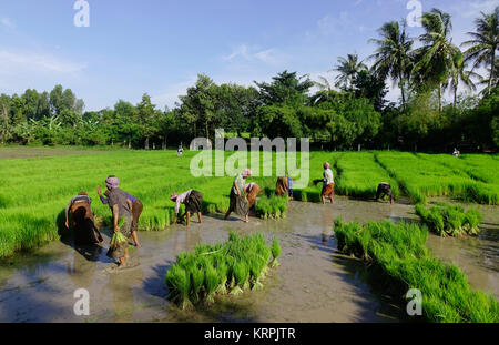 Delta du Mekong, Vietnam - Sep 2, 2017. Les agriculteurs travaillant sur Khmer champ du riz dans le Delta du Mékong, au Vietnam. Mékong est de loin le plus productif dans la région du Vietnam Banque D'Images