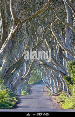 Tunnel de l'atmosphère comme l'avenue des hêtres enlacés plantés dans le 18e siècle à Bregagh Road, Armoy, Stranocum Ballymoney, BT53 8TP, Fagus sy Banque D'Images