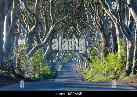 Tunnel de l'atmosphère comme l'avenue des hêtres enlacés plantés dans le 18e siècle à Bregagh Road, Armoy, Stranocum Ballymoney, BT53 8TP, Fagus sy Banque D'Images