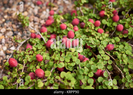 Fuchsia procumbens Banque D'Images