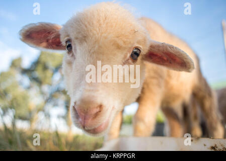 Portrait of a Cute Lamb Banque D'Images