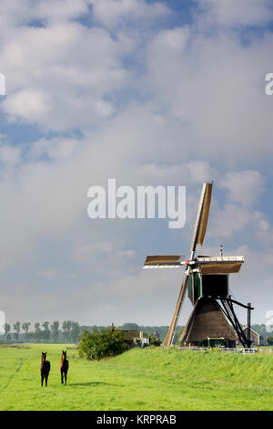 Les chevaux en face de l'usine près de Oud-Alblas Wingerdse dans la région de l'Alblasserwaard Néerlandais Banque D'Images