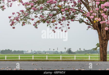 Tabebuia trompette ou rose blossom tree in green farm Banque D'Images