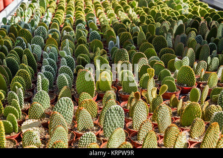 En pépinière, plantation de cactus Opuntia microdasys Banque D'Images