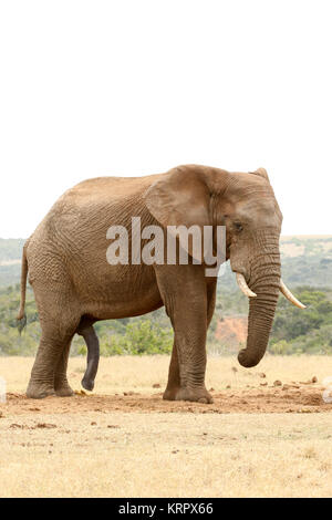 Vue latérale d'un Bush Elephant juste debout Banque D'Images