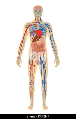 Illustration de l'anatomie humaine de l'homme sur fond blanc Illustration de Vecteur