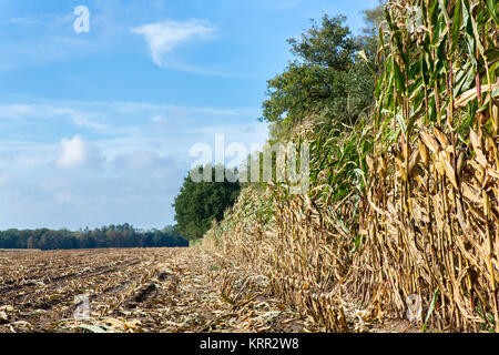 Domaine les chaumes de maïs et de plantes en automne Banque D'Images