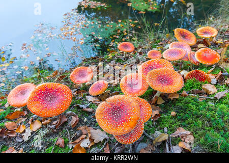 Groupe de champignons au bord de l'eau Banque D'Images