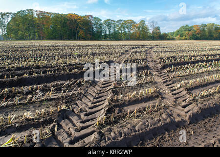 Moment de la récolte à l'automne sur champ de maïs avec des chaumes Banque D'Images