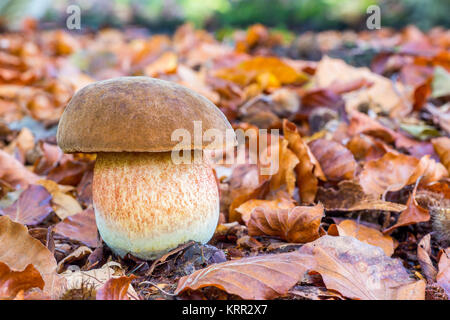 Pain de l'écureuil de champignons avec feuilles de hêtre en automne Banque D'Images
