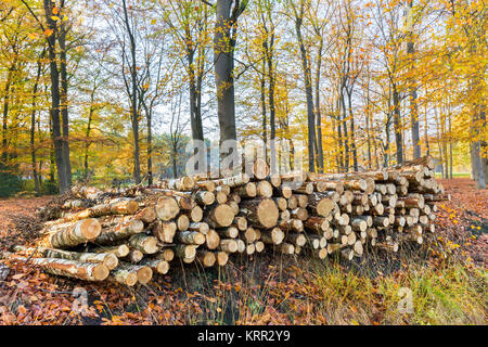 Pile de troncs couchés dans la forêt d'automne Banque D'Images