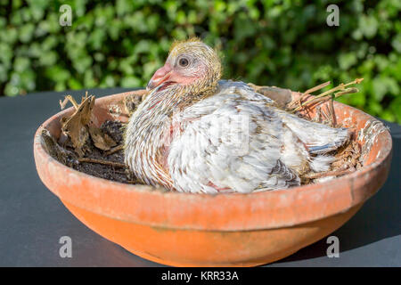 Jeune pigeon voyageur en nid d'orange Banque D'Images