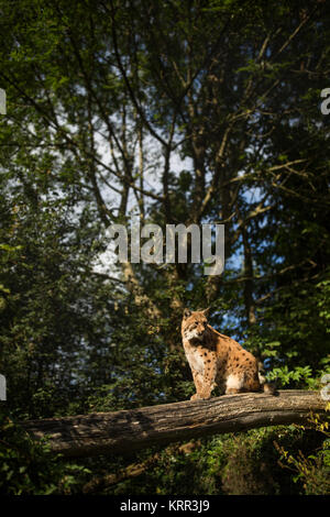 Le Lynx eurasien (Lynx lynx) Banque D'Images