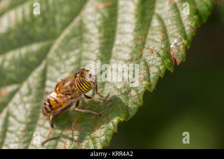 Eristalinus taeniops est une espèce de hoverfly, également connu sous le nom de la bande-eyed fly drone. Banque D'Images