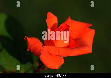 Une rose est une plante vivace ligneuse du genre Rosa, de la famille des Rosacées, ou la fleur qu'elle porte. Il y a plus d'une centaine d'espèces et de th Banque D'Images