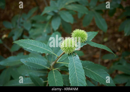 Castanea sativa Banque D'Images