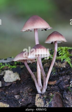 Fée de la coagulation, casque Mycena haematopus Banque D'Images