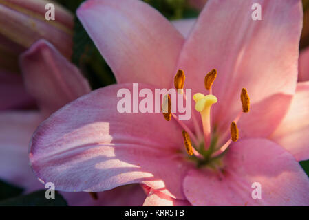 Lily rose dans les rayons de soleil close up Banque D'Images