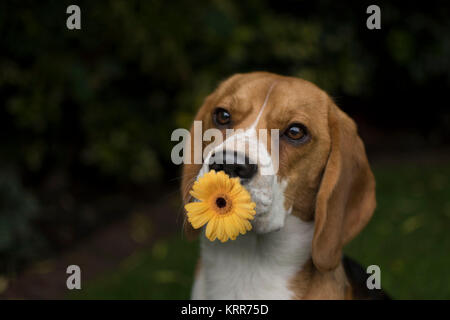 Un jeune chiot Beagle tricolore fille tenant une fleur jaune dans la bouche Banque D'Images