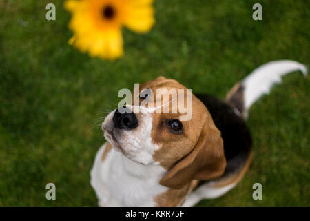 Un jeune chiot Beagle tricolore fille tenant une fleur jaune dans la bouche Banque D'Images