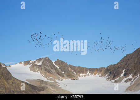 Petit pingouin / mergule nain (Alle alle) troupeau en vol, Svalbard, Norvège Spitzberg / Banque D'Images