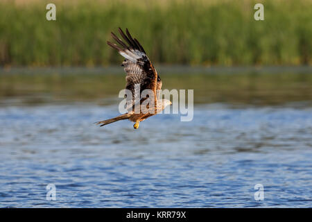 Le milan royal (Milvus milvus) survolant lake / river pendant la chasse au poisson Banque D'Images