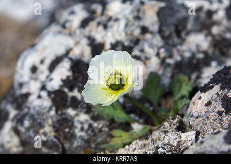 Svalbard / Polar pavot coquelicot (Papaver) dahlianum en fleur sur la toundra arctique, Spitzberg / Svalbard, Norvège Banque D'Images