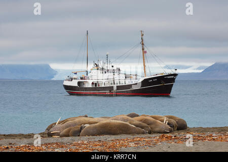 Groupe de morse (Odobenus rosmarus) reposant sur la plage au Phippsøya dans Sjuøyane, archipel au nord de Nordaustlandet, Svalbard, Norvège Banque D'Images