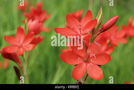Hesperantha coccinea 'Major', ou Crimson flag Lily 'Major' une plante herbacée verticale vivace Floraison dans une frontière de jardin à la fin de l'été (septembre) Royaume-Uni Banque D'Images