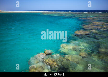 Beau récif de corail à Marsa Alam, Egypte Banque D'Images