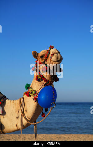 Camel en Égypte Banque D'Images