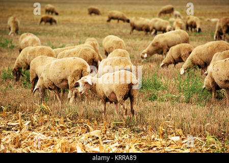 Troupeau de moutons paissant sur les chaumes de blé champ, grand groupe d'animaux de ferme laitière dans le pré Banque D'Images