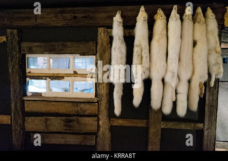 LONGYEARBYEN, Svalbard — une exposition d'une hutte de trappeurs expose le Musée Svalbard, y compris des peaux de renard arctique suspendues. Le Musée Svalbard de Longyearbyen se concentre sur l'histoire naturelle et culturelle de l'archipeligo Svalbard, y compris sa faune et la façon dont la région a été exploitée pour la chasse à la baleine, la chasse au phoque, le piégeage, le charbon et le tourisme. Banque D'Images