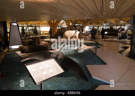 LONGYEARBYEN, Svalbard — le Musée Svalbard de Longyearbyen se concentre sur l'histoire naturelle et culturelle de l'archipeligo Svalbard, y compris sa faune et la façon dont la région a été exploitée pour la chasse à la baleine, la chasse au phoque, le piégeage, le charbon et le tourisme. Banque D'Images