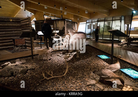 LONGYEARBYEN, Svalbard — le Musée Svalbard de Longyearbyen se concentre sur l'histoire naturelle et culturelle de l'archipeligo Svalbard, y compris sa faune et la façon dont la région a été exploitée pour la chasse à la baleine, la chasse au phoque, le piégeage, le charbon et le tourisme. Banque D'Images