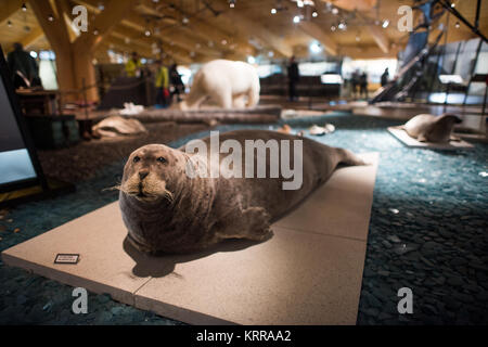 LONGYEARBYEN, Svalbard — le Musée Svalbard de Longyearbyen se concentre sur l'histoire naturelle et culturelle de l'archipeligo Svalbard, y compris sa faune et la façon dont la région a été exploitée pour la chasse à la baleine, la chasse au phoque, le piégeage, le charbon et le tourisme. Banque D'Images