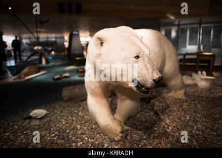 LONGYEARBYEN, Svalbard — le Musée Svalbard de Longyearbyen se concentre sur l'histoire naturelle et culturelle de l'archipeligo Svalbard, y compris sa faune et la façon dont la région a été exploitée pour la chasse à la baleine, la chasse au phoque, le piégeage, le charbon et le tourisme. Banque D'Images