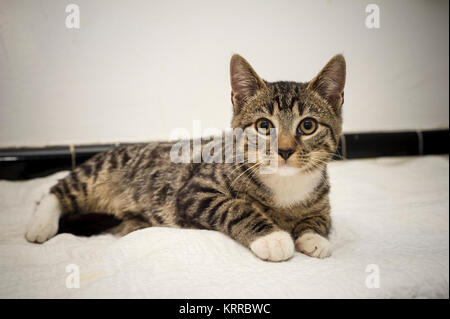 Un chat sauvé à Chelsea à New York, le samedi 9 décembre 2017. (© Frances M. Roberts) Banque D'Images