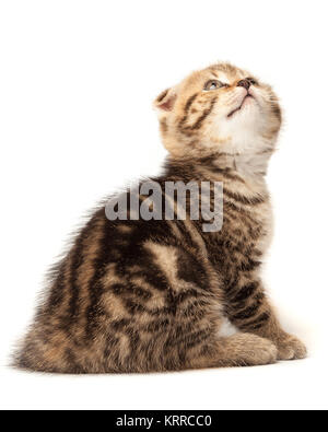 Portrait de chat, Scottish Fold sur fond blanc Banque D'Images