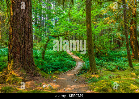 Sentier de marche dans l'ancienne oliveraie Sentier Nature si une forêt ancienne dans la section Sol Duc d'Olympic National Park à Washington, United States Banque D'Images