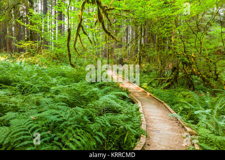 Sentier de marche dans l'ancienne oliveraie Sentier Nature si une forêt ancienne dans la section Sol Duc d'Olympic National Park à Washington, United States Banque D'Images