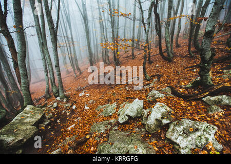 Belle forêt d'automne dans le brouillard Banque D'Images