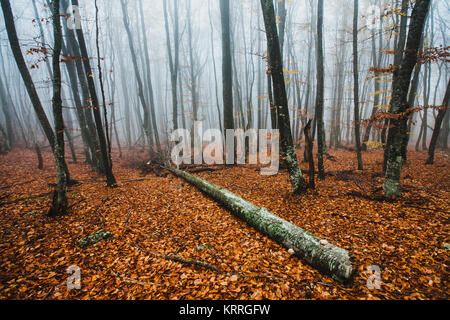 Belle forêt d'automne dans le brouillard Banque D'Images