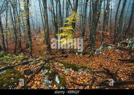 Belle forêt d'automne dans le brouillard Banque D'Images