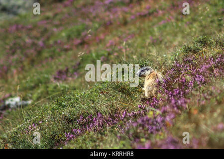 Bébé marmotte (mormot) assis dans le gras dans les Alpes (Europe) Banque D'Images