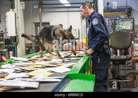 Un chien détecteur de drogue K9 aide un U.S. Customs and Border Protection officer localiser stupéfiants dissimulés dans un package à l'établissement de courrier international le 28 novembre 2017 à Chicago, Illinois. Banque D'Images