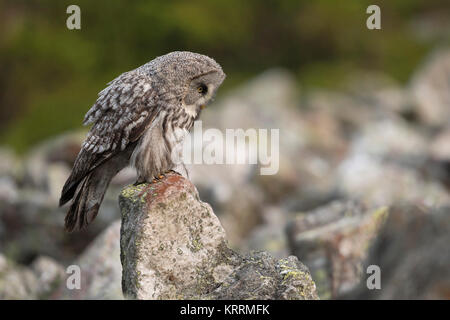 Chouette lapone Strix nebulosa / Bartkauz ( ), l'owl typiquement scandinave, perché sur un rocher, chasse, regarder vers le bas pour la proie entre les rochers, l'Europe. Banque D'Images