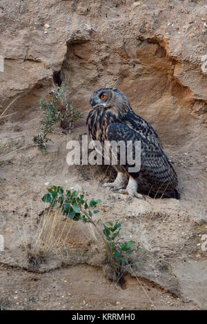 Grand Duc ( Bubo bubo ), perché sur la pente d'une carrière de sable, tard dans la soirée, de belles couleurs intenses, de la faune, de l'Europe. Banque D'Images