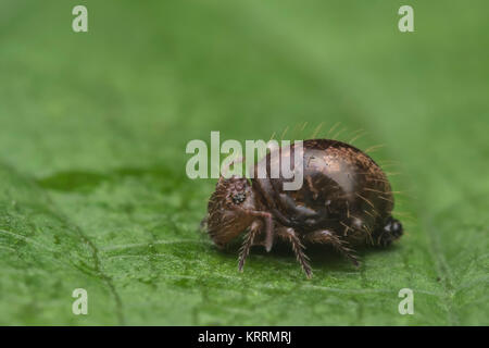 Springtail globulaire (Allacma fusca) reposant sur une feuille de mûrier dans les bois. Cahir, Tipperary, Irlande. Banque D'Images