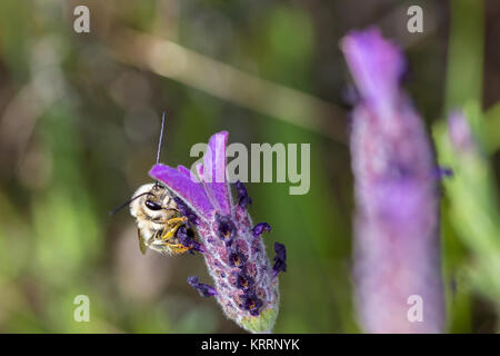 Eucera longicornis. Abeille dans leur environnement naturel. Banque D'Images